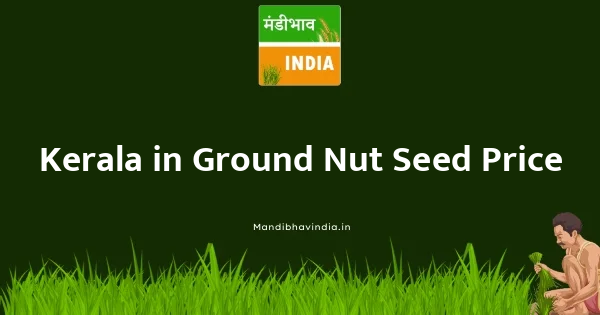 Ground Nut Seed भाव